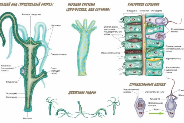 Kraken istand onion