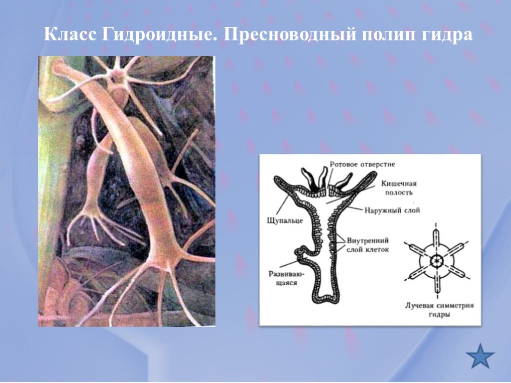 Кракен что продается